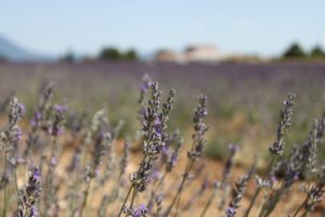 Campi di lavanda in Provenza