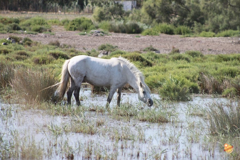 Cavalli bianchi Camargue Francia
