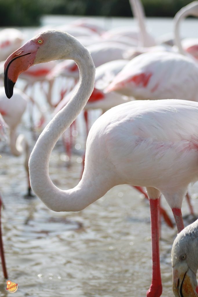 Fenicotteri Camargue Francia