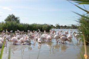 Fenicotteri Camargue Francia