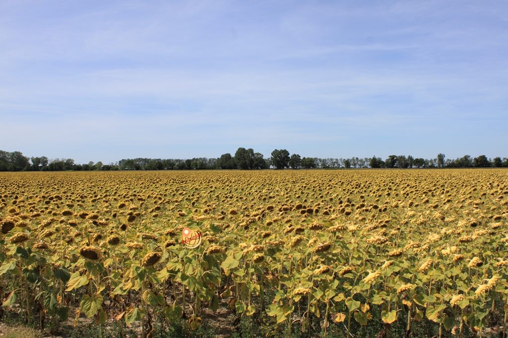 Girasoli Camargue Francia