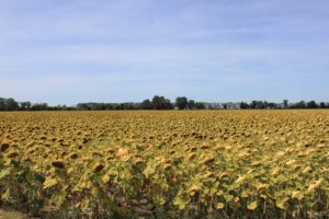Girasoli Camargue Francia