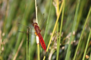 Libellula