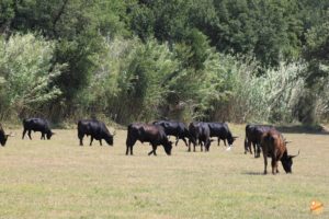 Tori Camargue Francia