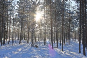 Lapponia