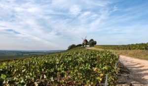 Vigne Portorose e Pirano Slovenia