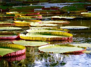 giardino di pamplemousses mauritius