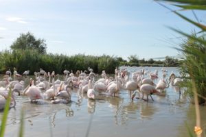 Fenicotteri Camargue Francia