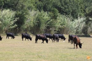 Tori Camargue Francia
